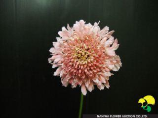 Scabiosa japonica Nana Pink.jpg